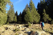 14 Si entra nell'abetaia